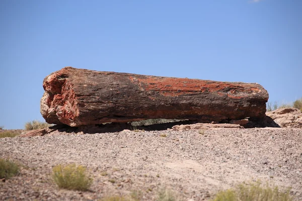 stock image Petrified Wood