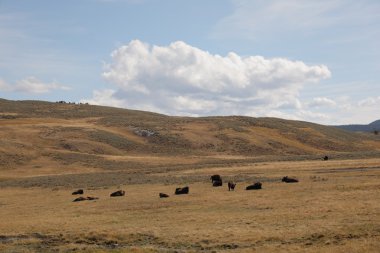 yellowstone Parkı - Buffalo otlatma