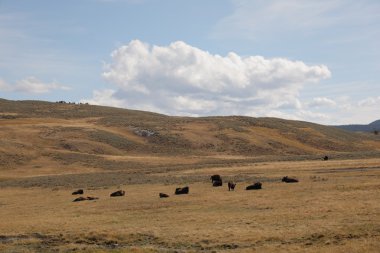 Yellowstone Park - Grazing Buffalo clipart