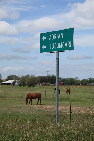 Hästar betar på route 66 i texas — Stockfoto