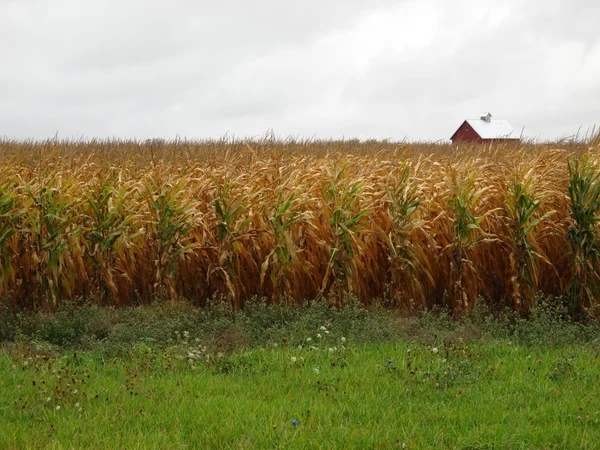 アメリカのトウモロコシ畑と農家 — ストック写真