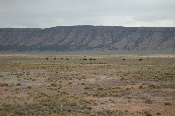 Rt. 66 - Desert Lands — стоковое фото