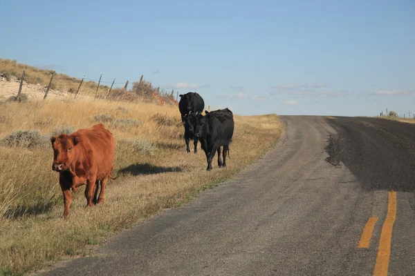 Wyoming carretera y vacas — Foto de Stock