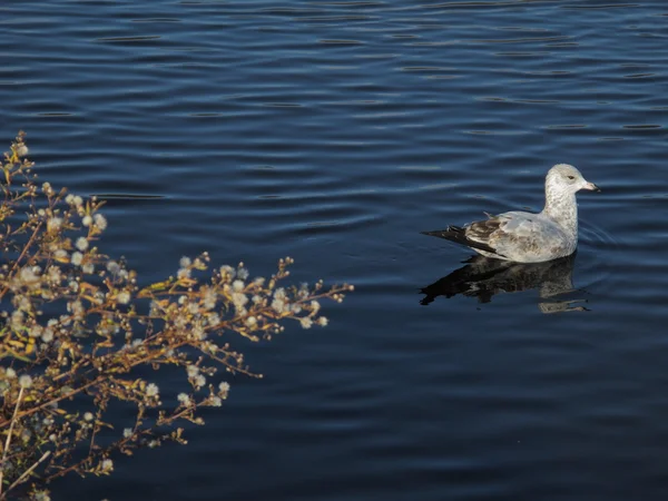 Bird and Pond — Stock Photo, Image