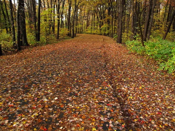 秋の紅葉とパス — ストック写真