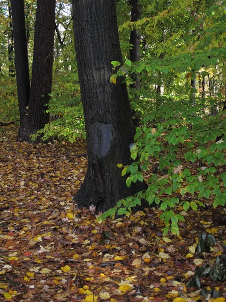 Восени листя і ліс — стокове фото