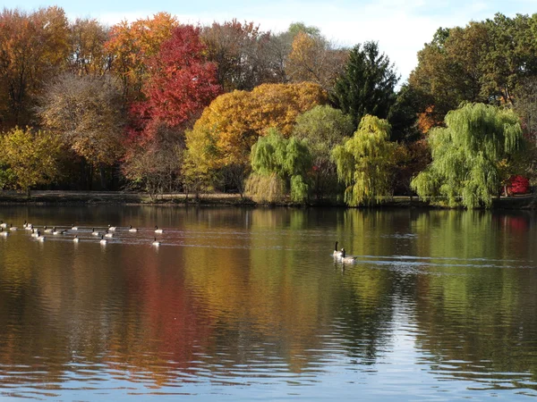 Fall Foliage and Pond — Stock Photo, Image