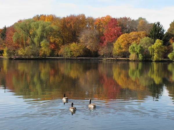 Fall Foliage and Pond — Stock Photo, Image