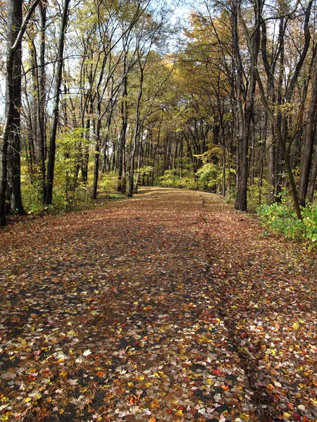 Осенняя листва и путь — стоковое фото