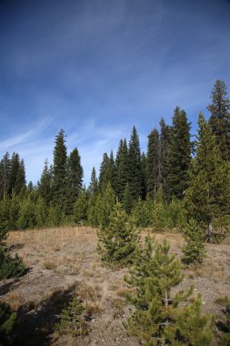 Yellowstone Milli Parkı