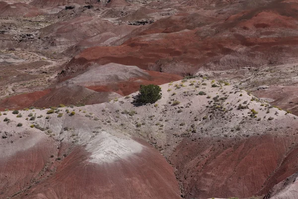 塗られた砂漠 — ストック写真