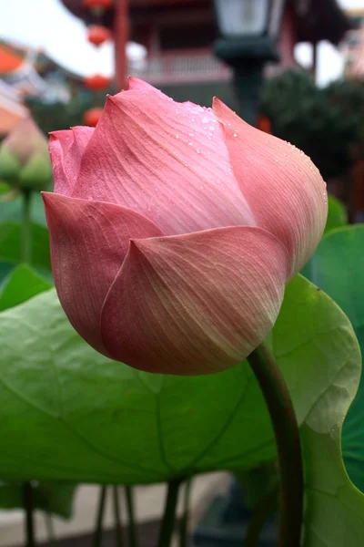 New born lotus — Stok fotoğraf