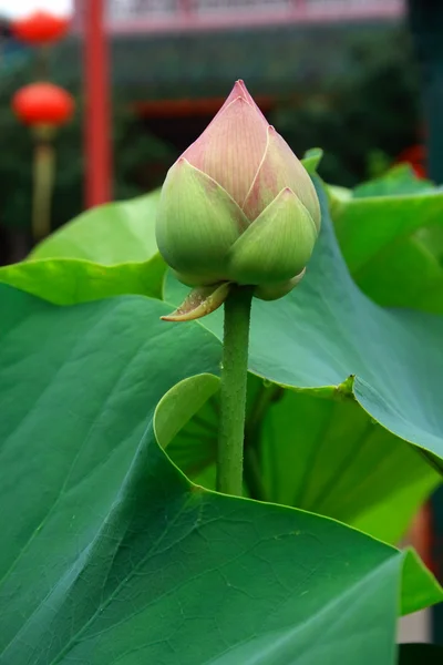 Pasgeboren lotus — Stockfoto