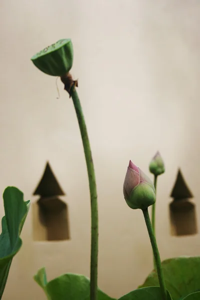 New born lotus — Stok fotoğraf