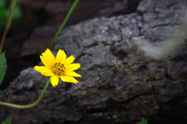 Mały żółty kwiat — Zdjęcie stockowe