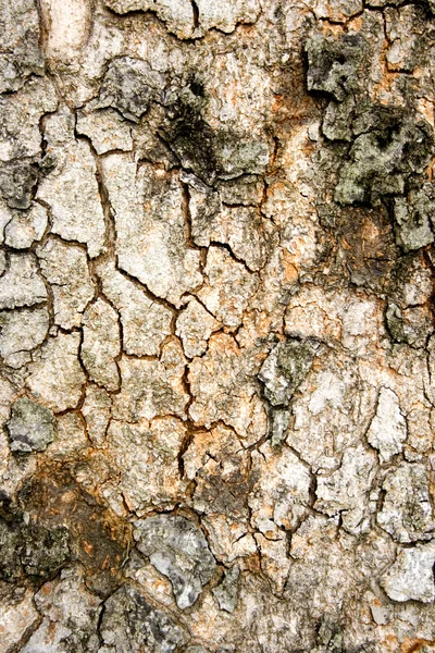 Textura em árvore Fotografias De Stock Royalty-Free