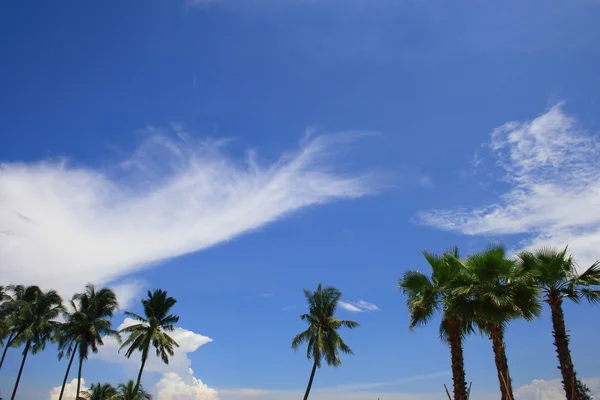 Modrá obloha a palmový strom — Stock fotografie