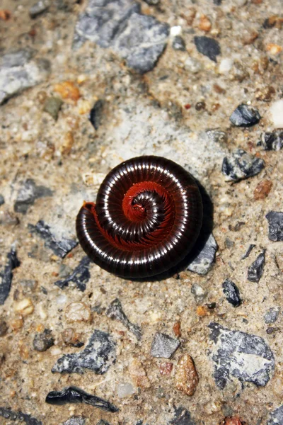 stock image Millipede