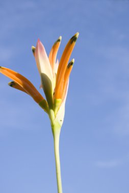 heliconia