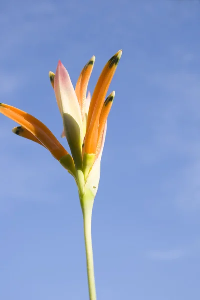 stock image Heliconia