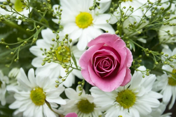 Růžové růže a bílé sedmikrásky — Stock fotografie