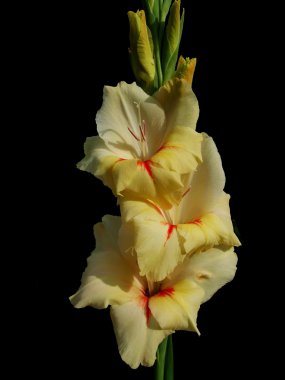 Gladiolus clipart