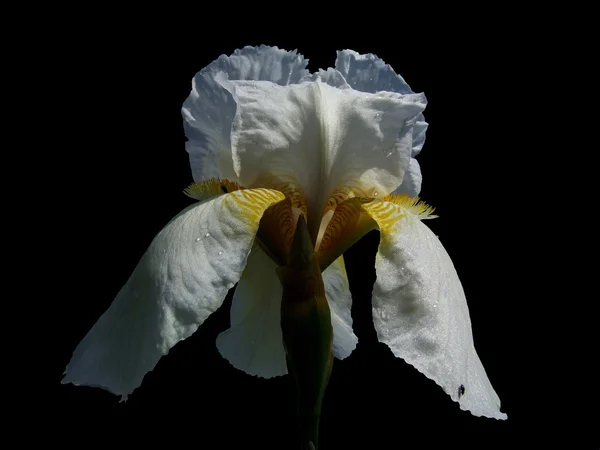 Elszigetelt, gyönyörű virág írisz — Stock Fotó