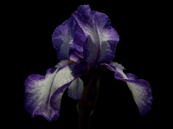 Isolated beautiful flower Iris — Stock Photo, Image