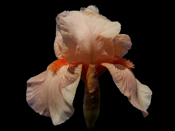 Izole güzel çiçek iris — Stok fotoğraf