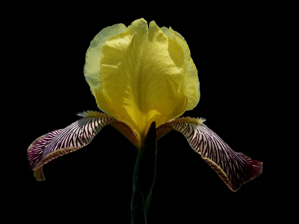 Irys na białym tle piękny kwiat — Zdjęcie stockowe