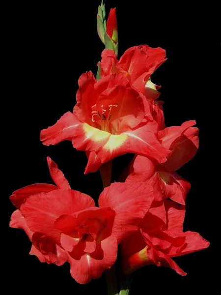 stock image Gladiolus