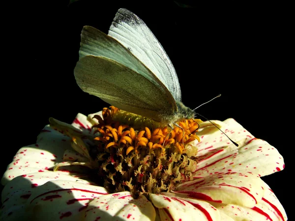 Schmetterling — Stockfoto