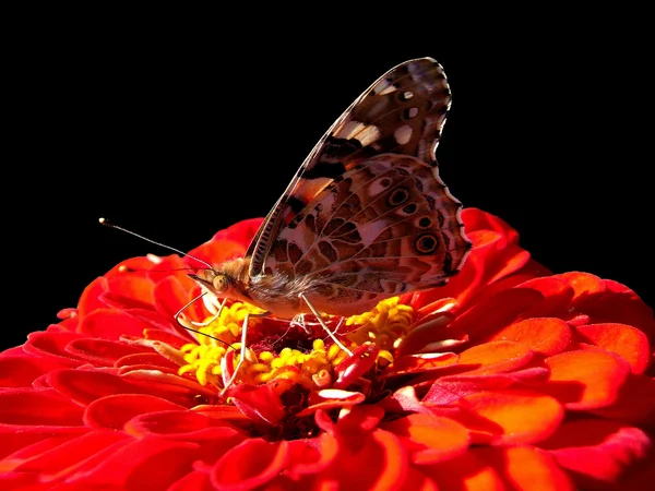 Mariposa. — Foto de Stock