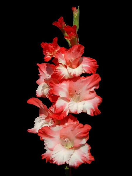 Gladiolus Royalty Free Stock Obrázky