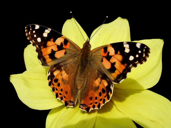 Schmetterling Stockbild