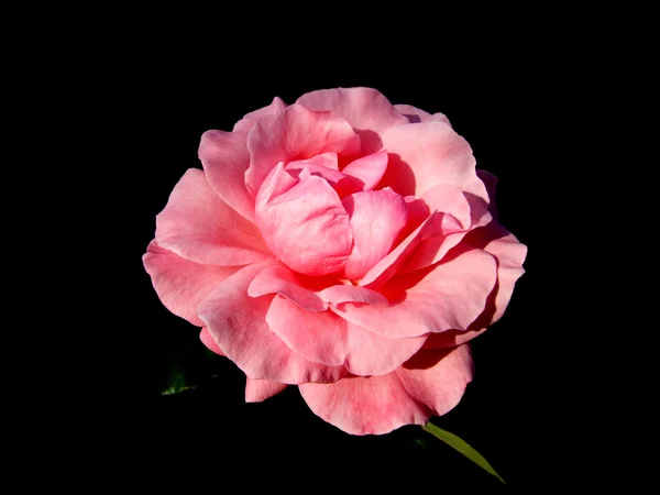 Różany kwiat na czarnym tle — Zdjęcie stockowe