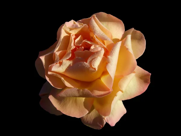 Rose flower on a black background — Stock Photo, Image