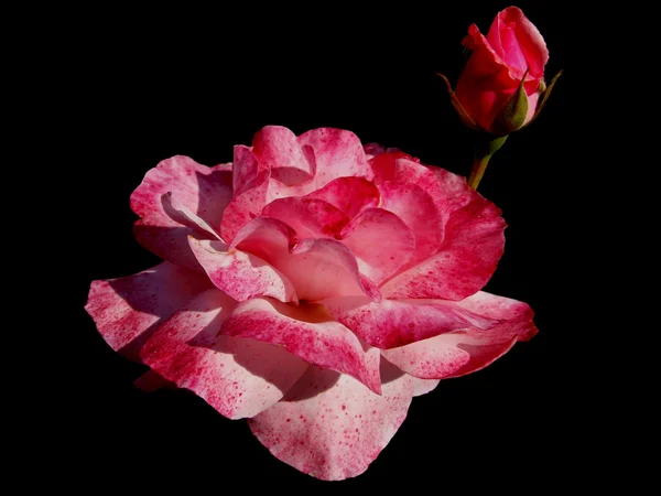 Růže květiny na černém pozadí — Stock fotografie