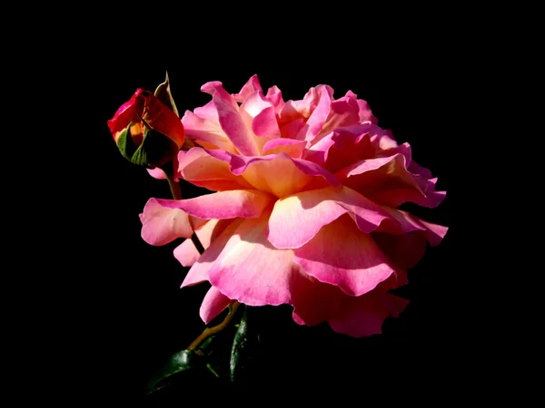 Трояндова квітка на чорному фоні — стокове фото