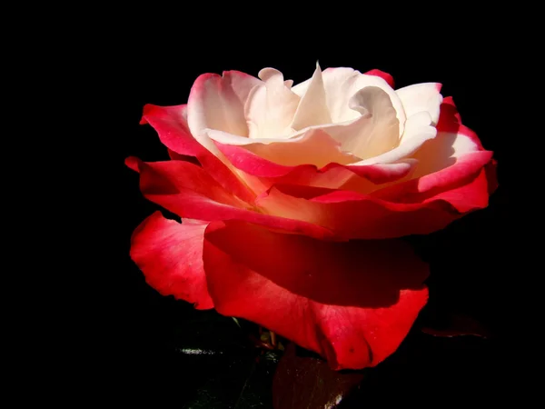 Roos bloem op een zwarte achtergrond — Stockfoto