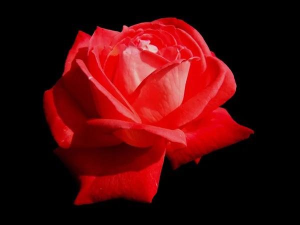 Roos bloem op een zwarte achtergrond — Stockfoto