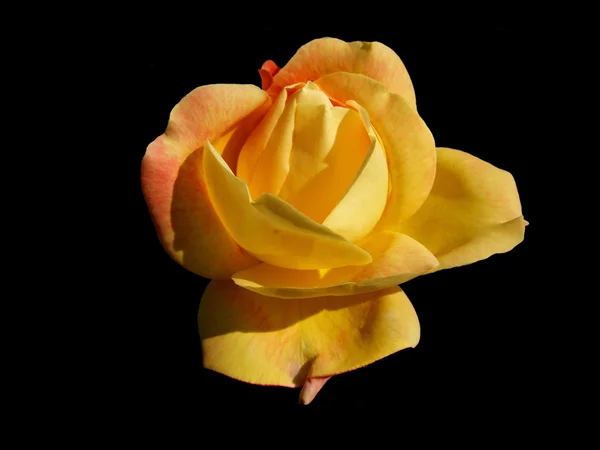 Rose Blume auf schwarzem Hintergrund — Stockfoto
