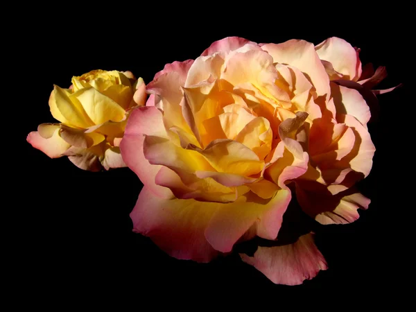 Rózsa virág egy fekete háttér — Stock Fotó