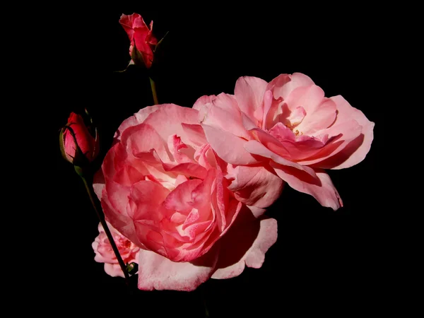 Rózsa virág egy fekete háttér — Stock Fotó