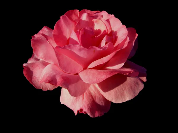 Flor de rosa sobre fondo negro —  Fotos de Stock