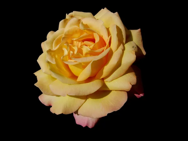 Τριαντάφυλλο λουλούδι σε μαύρο φόντο — Φωτογραφία Αρχείου