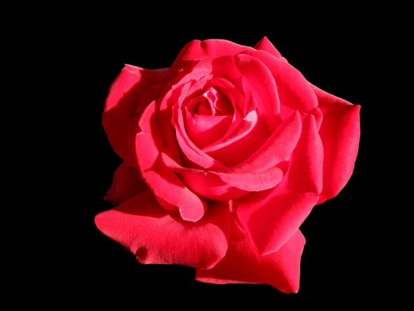 Różany kwiat na czarnym tle — Zdjęcie stockowe