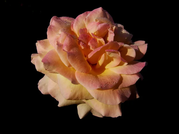 Трояндова квітка на чорному фоні — стокове фото