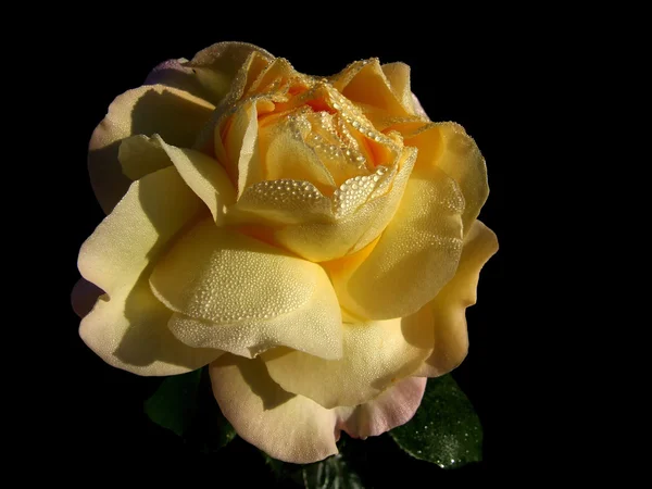 Rose flower on a black background — Stock Photo, Image