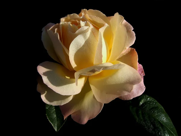 Růže květiny na černém pozadí — Stock fotografie